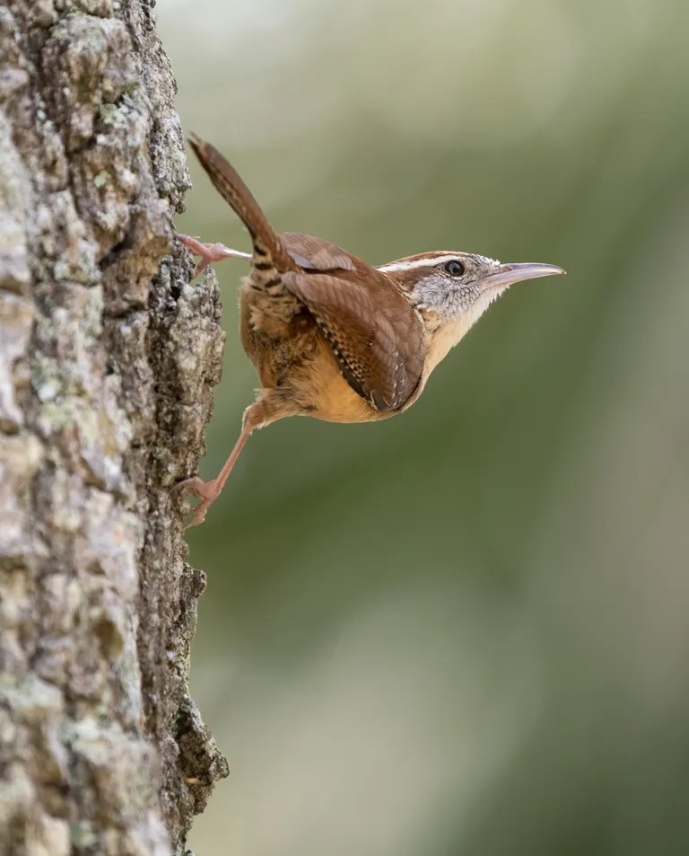Carolina Wren