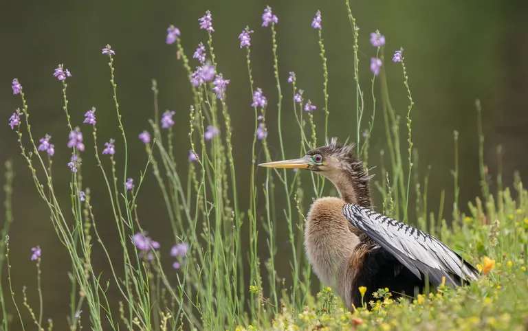 Anhinga, female