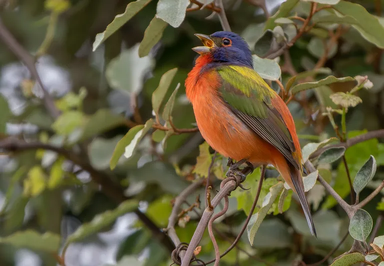 Painted Bunting, male