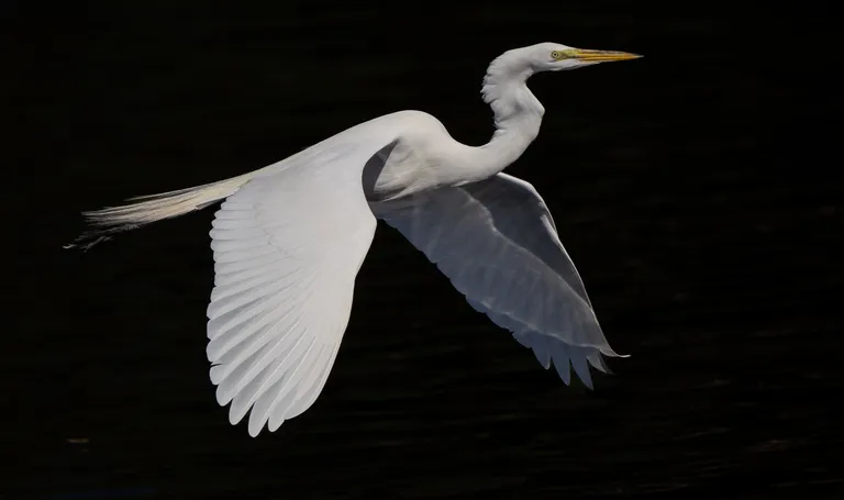 Great Egret