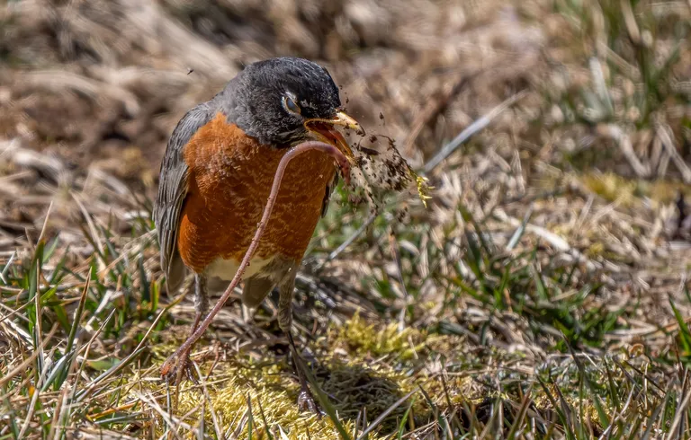 American Robin