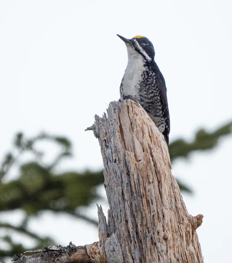 Black-backed Woodpecker, male