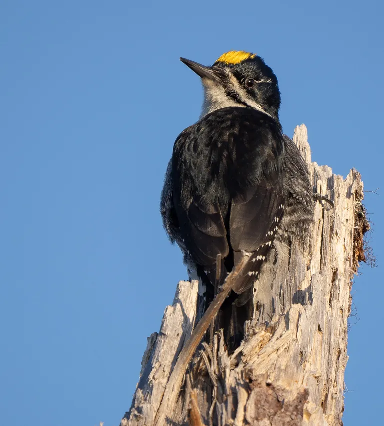 Black-backed Woodpecker, male