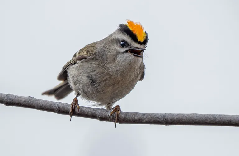Golden-crowned Kinglet, male