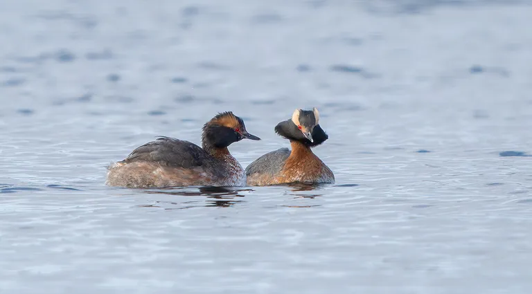 Horned Grebe
