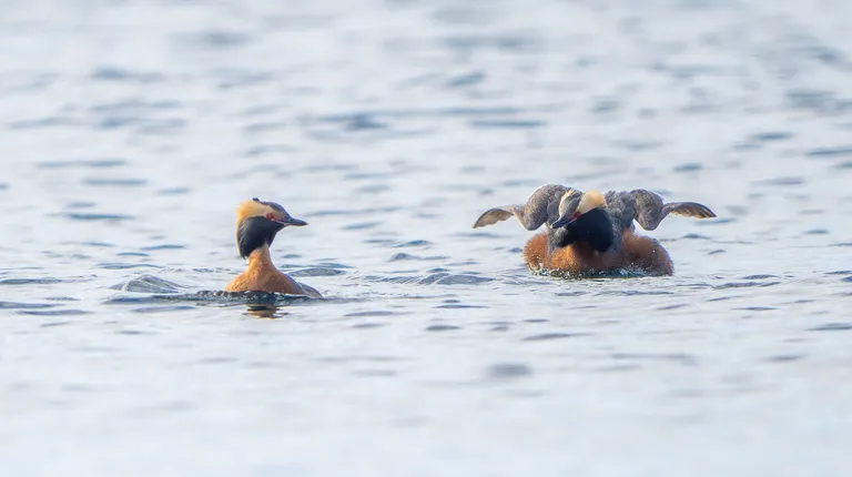 Horned Grebe