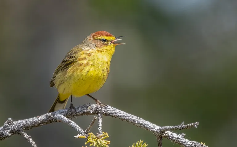 Palm Warbler