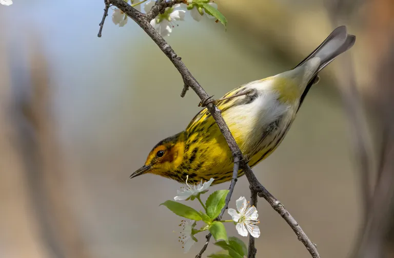 Cape May Warbler