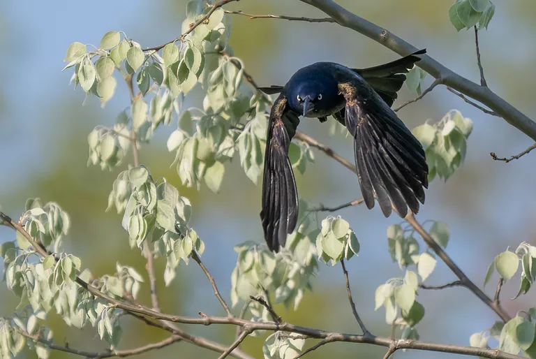 Common Grackle