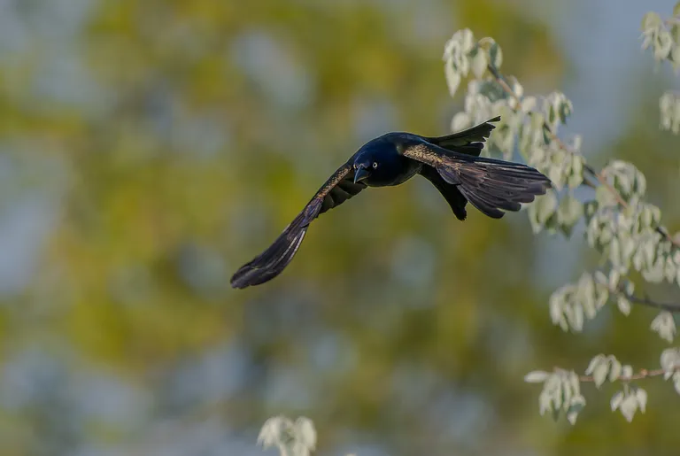 Common Grackle