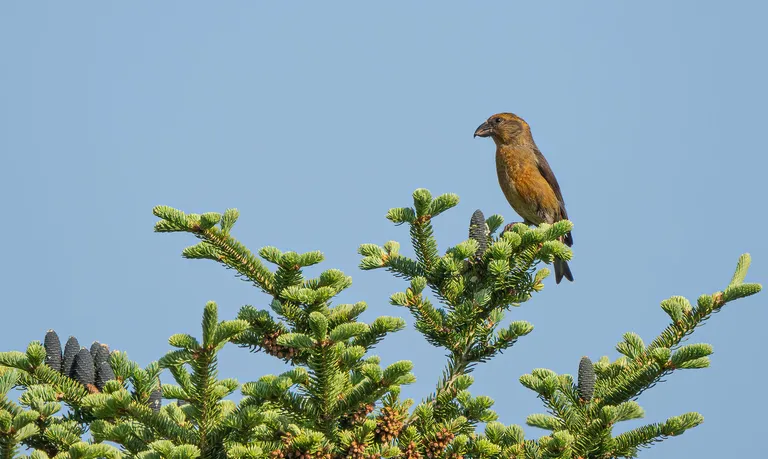 Red Crossbill