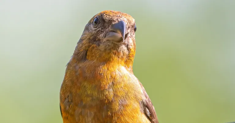 Red Crossbill