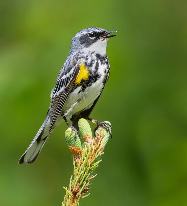 Yellow-rumped Warbler, male