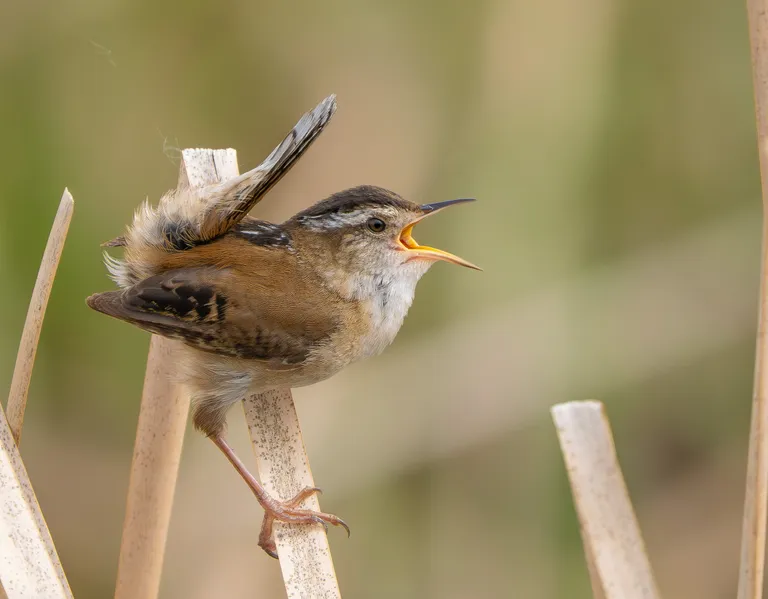 Marsh Wren