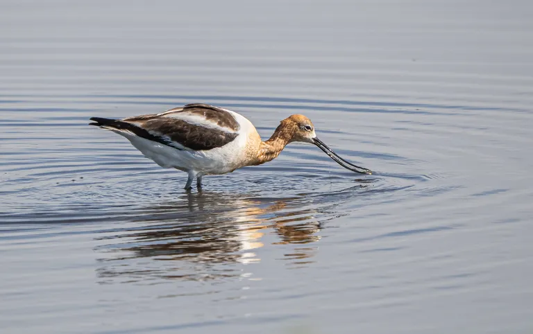 American Avocet