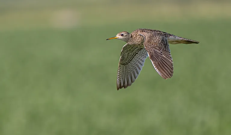 Upland Sandpiper