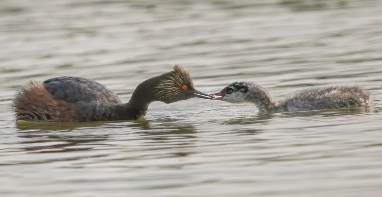 Eared Grebe