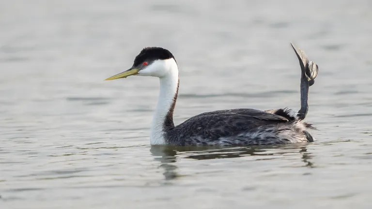 Western Grebe