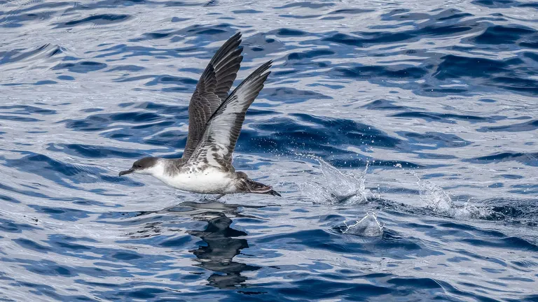 Great Shearwater