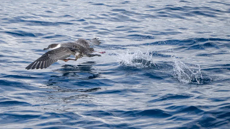 Great Shearwater