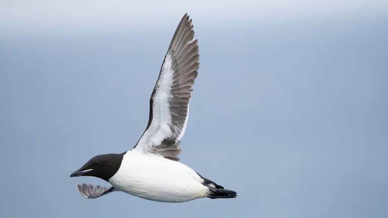 Thick-billed Murre