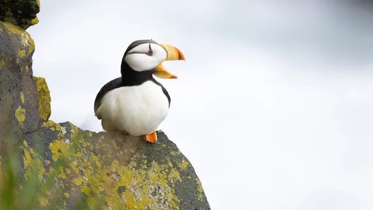 Horned Puffin