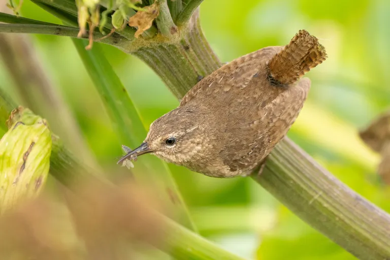 Pacific Wren