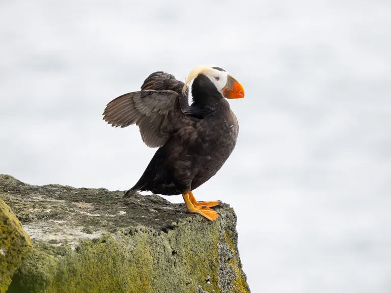 Tufted Puffin