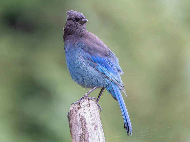 Steller's Jay