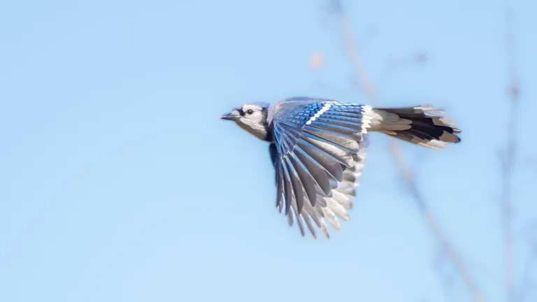 Blue Jay