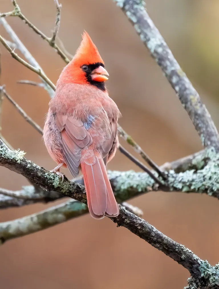 Northern Cardinal, male