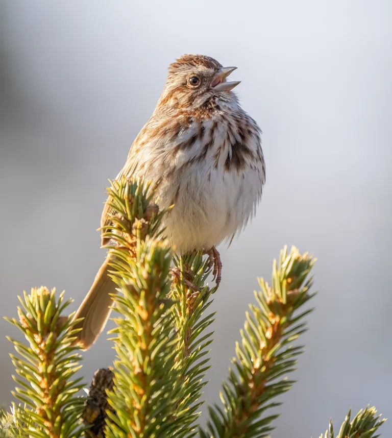 Song Sparrow
