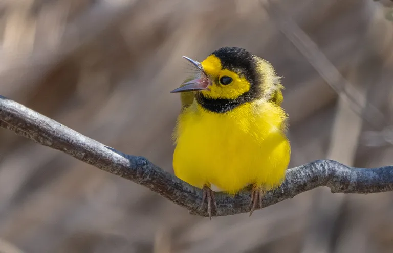 Hooded Warbler, male