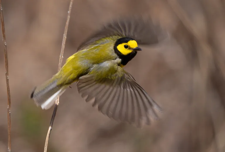 Hooded Warbler, male
