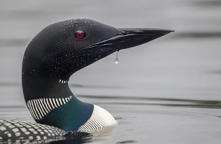 Common Loon