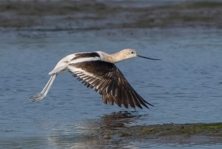 American Avocet