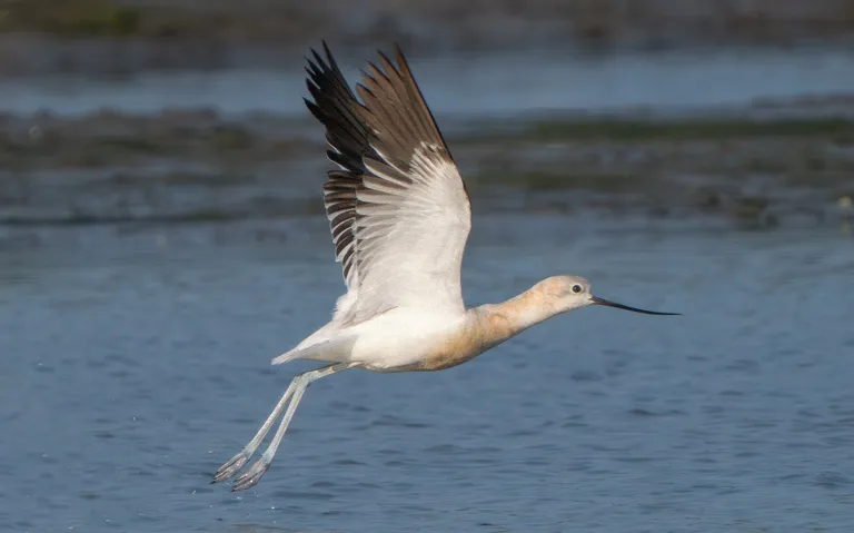 American Avocet
