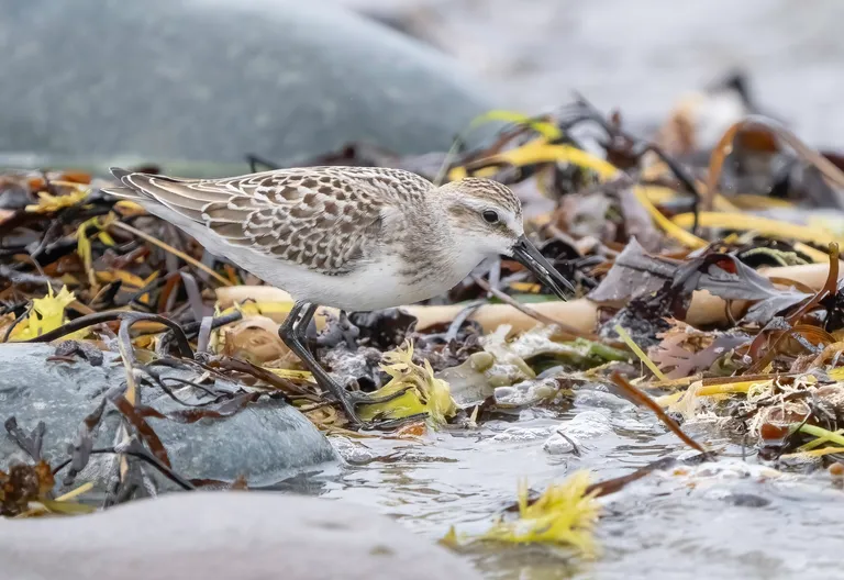 Semipalmated Sandpiper