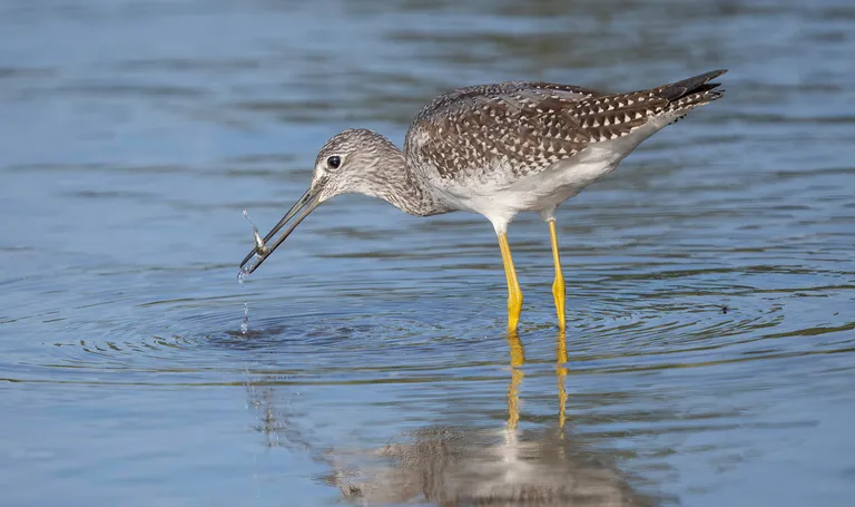 Greater Yellowlegs