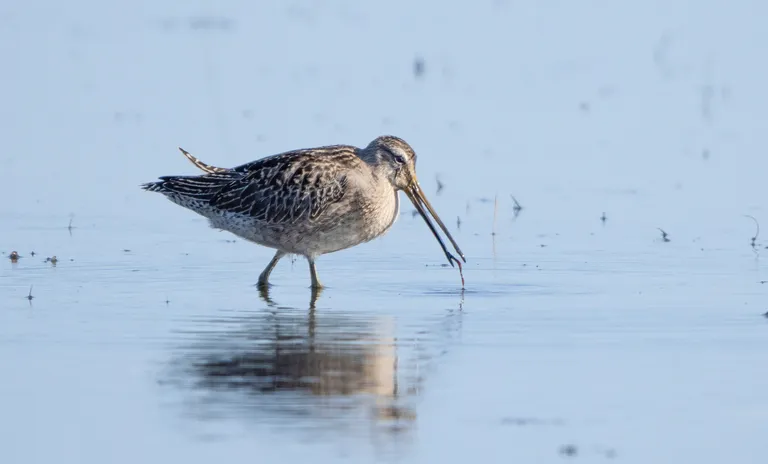 Short-billed Dowitcher