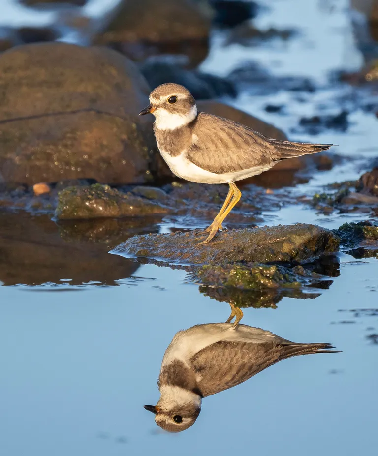 Semipalmated Plover