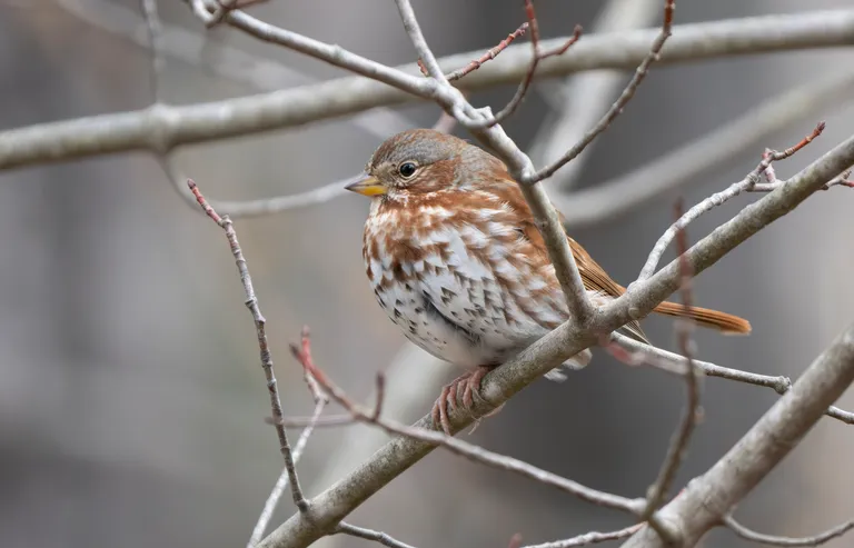 Fox Sparrow