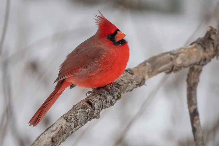 Northern Cardinal, male