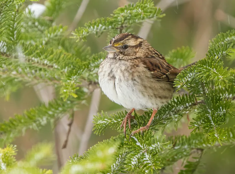 White-throated Sparrow