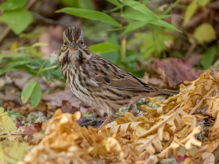 Song Sparrow