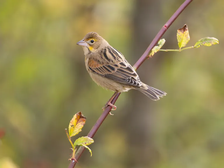 Dickcissel (female)