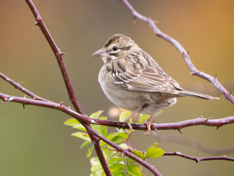 Lark Sparrow