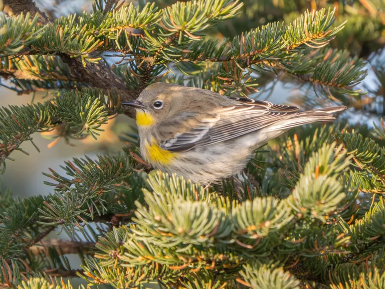 Yellow-rumped Warbler, Audubon sub-species