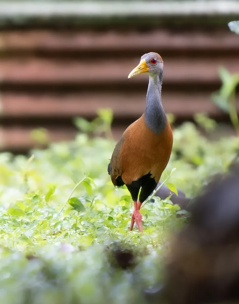 Gray-necked Wood-Rail
