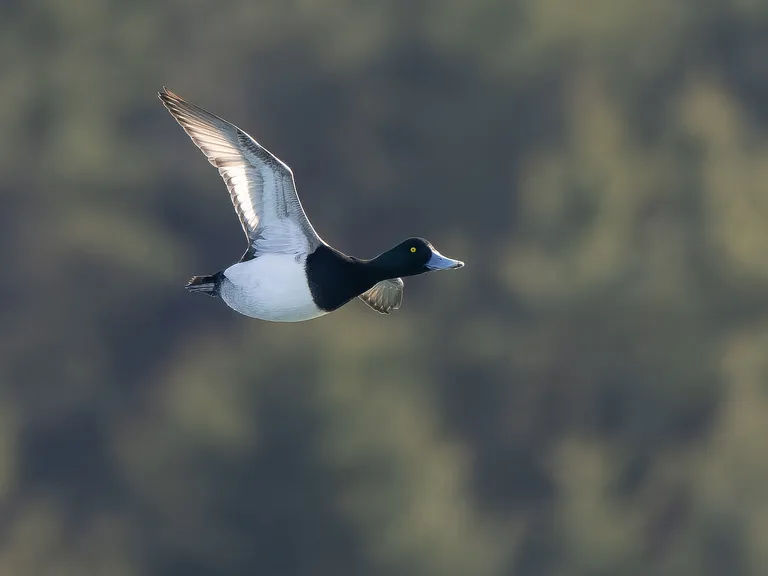 Greater Scaup